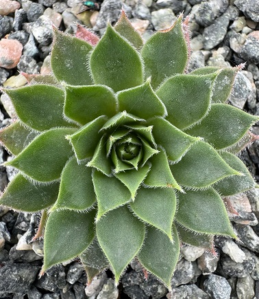 Sempervivum 'Irazu' 